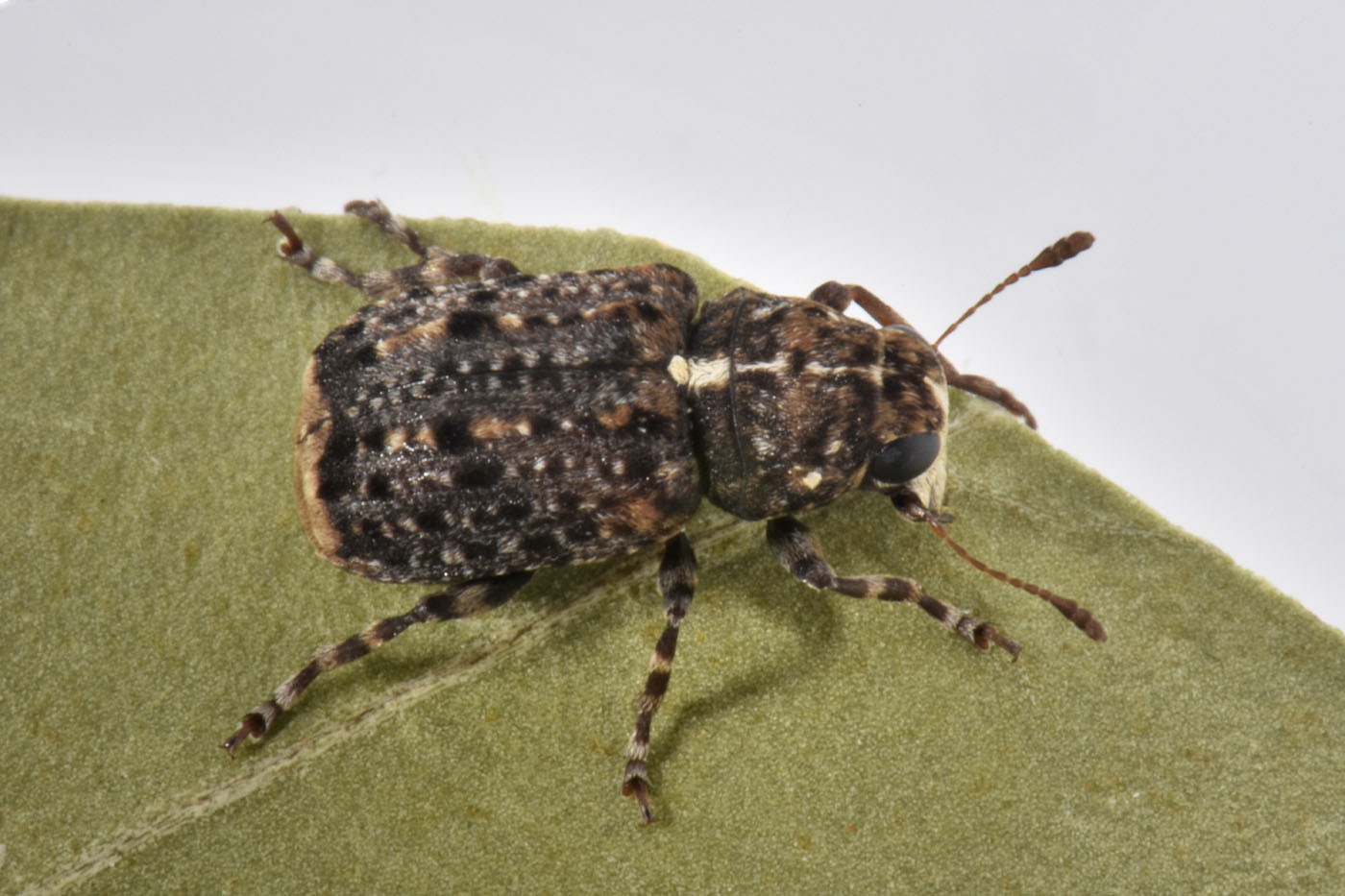 Anthribidae: Dissoleucas niveirostris? S.